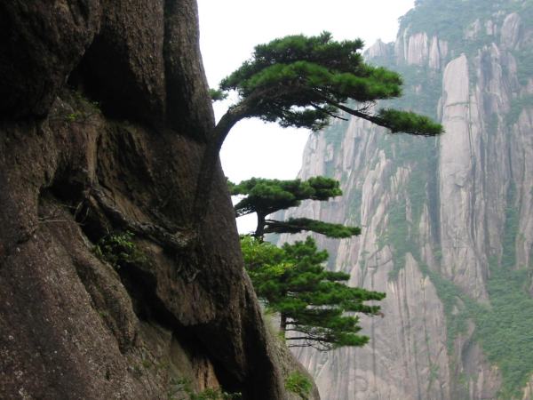 Függőpleges sziklafalból kinövő óriás fák